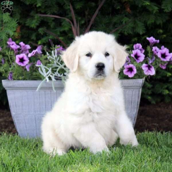 Megan, English Cream Golden Retriever Puppy