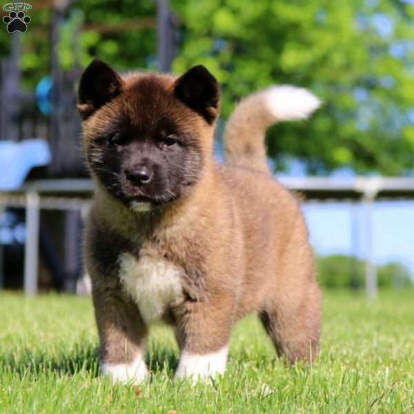 Melanie, Akita Puppy