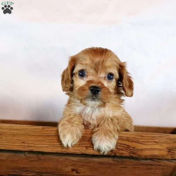 Melody, Cavapoo Puppy