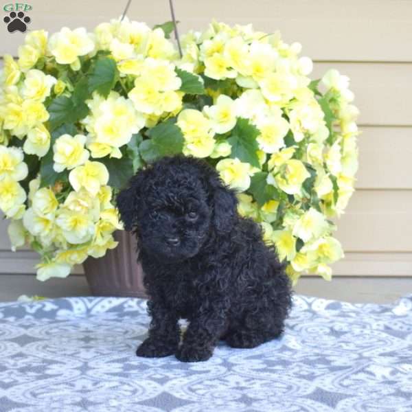 Mickey, Miniature Poodle Puppy