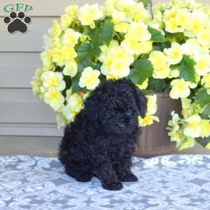 Mickey, Miniature Poodle Puppy