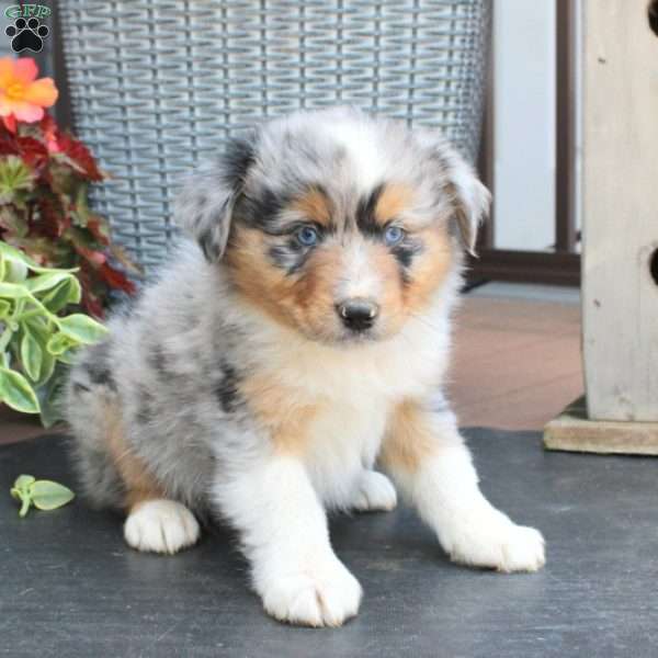 Milan, Australian Shepherd Puppy