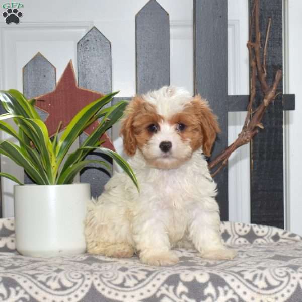 Miley, Cavapoo Puppy