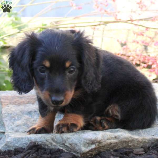 Miley, Dachshund Puppy