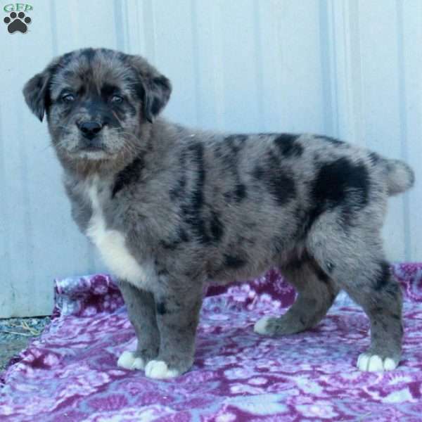 Miley, Labrador Mix Puppy