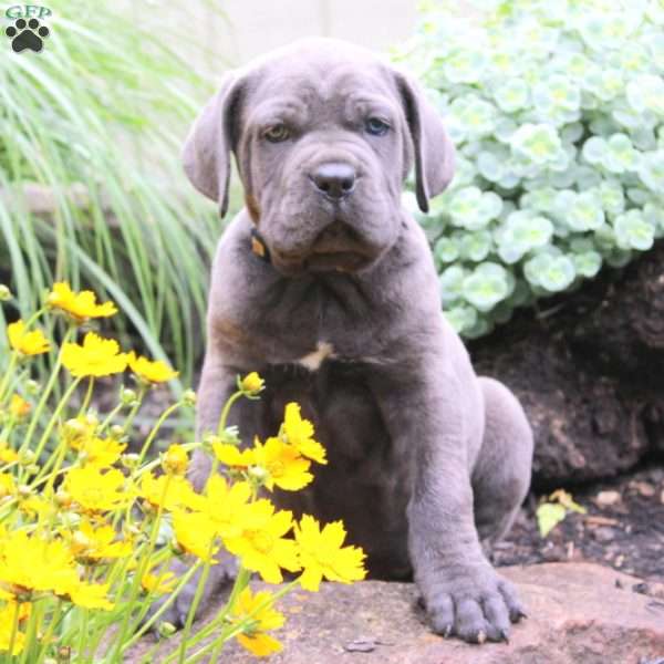 Millie, Cane Corso Puppy