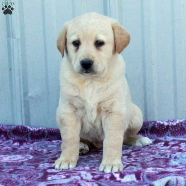 Millie, Labrador Mix Puppy