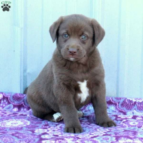 Milo, Labrador Mix Puppy