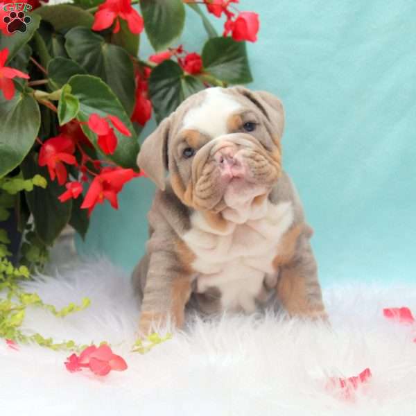 Milo, English Bulldog Puppy