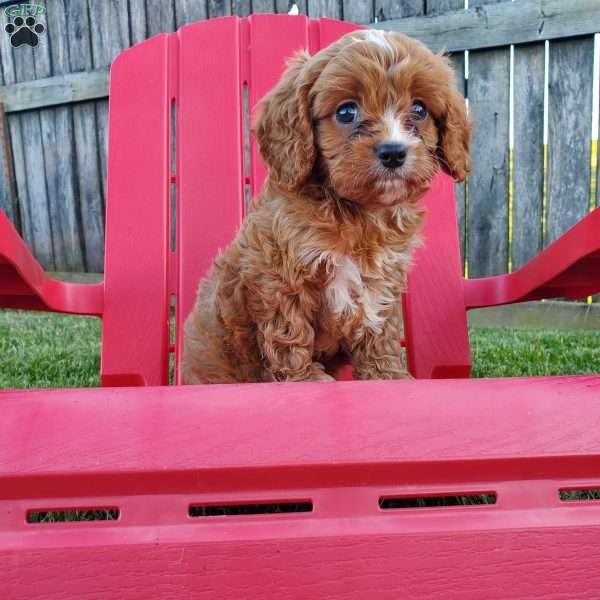 Milo, Cavapoo Puppy