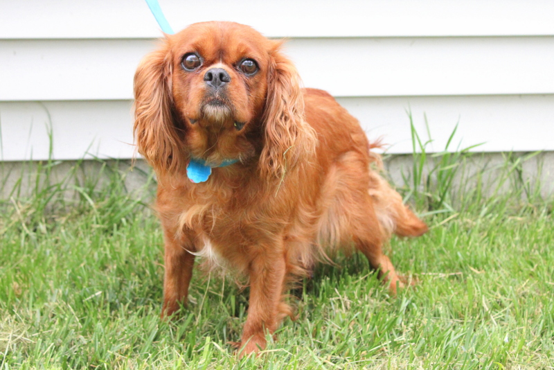 Andy - Cavalier King Charles Spaniel Puppy For Sale in Pennsylvania