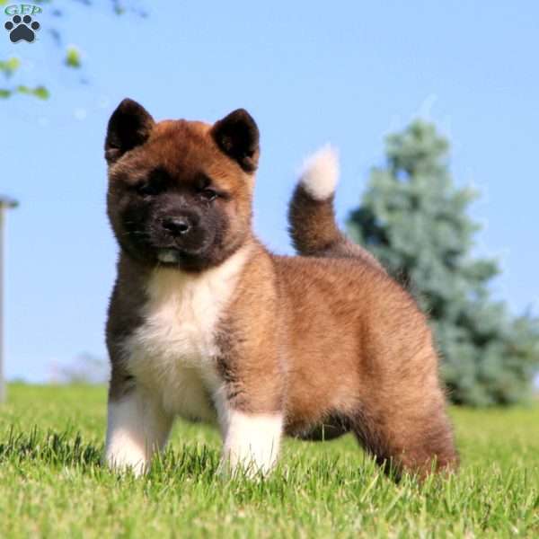 Mindy, Akita Puppy