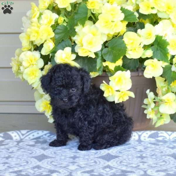 Minnie, Miniature Poodle Puppy