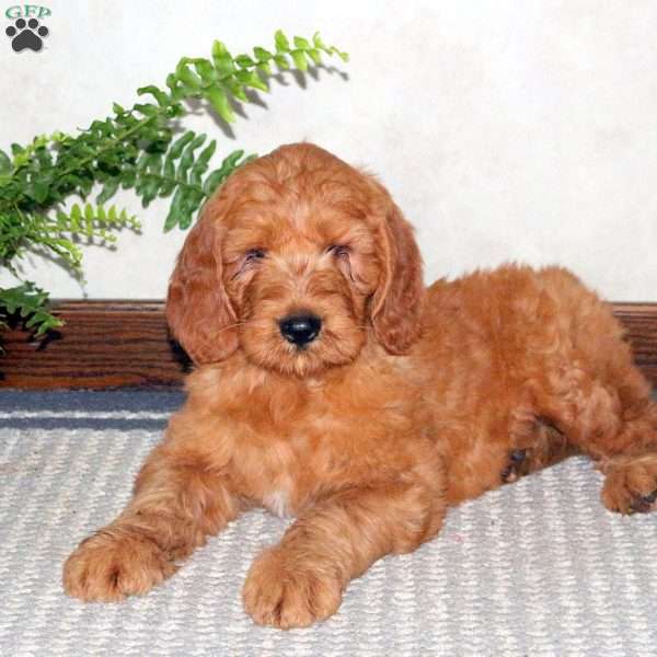 Mischief, Goldendoodle Puppy