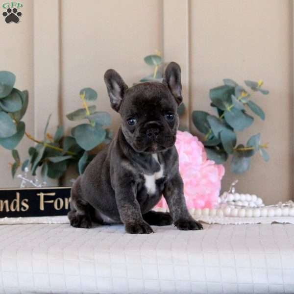 Miss Cherish, French Bulldog Puppy