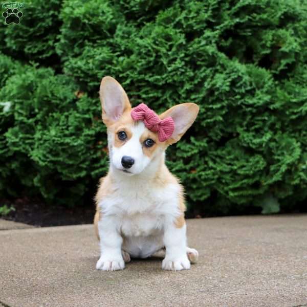 Missy, Pembroke Welsh Corgi Puppy