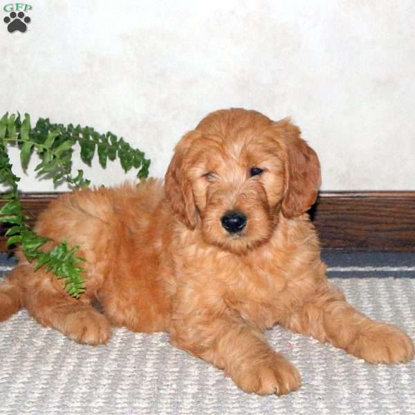 Mitch, Goldendoodle Puppy