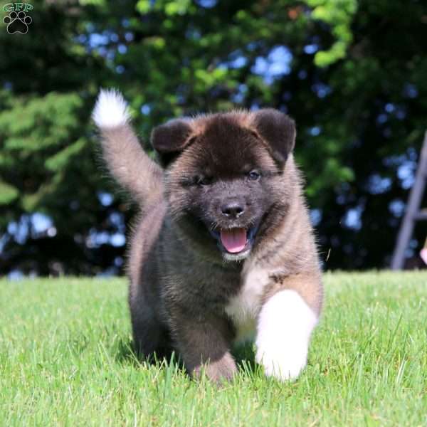 Mitch, Akita Puppy