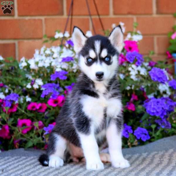 Mitzy, Siberian Husky Puppy