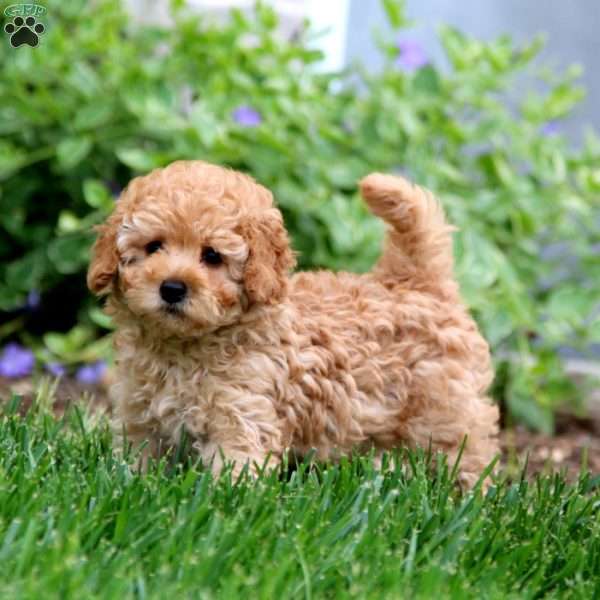 Mitzy, Miniature Poodle Puppy