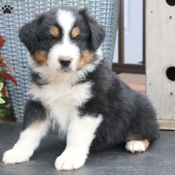 Mobley, Australian Shepherd Puppy