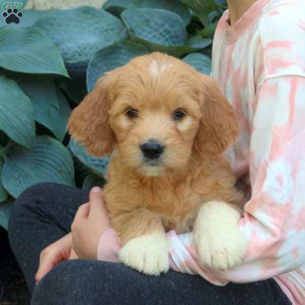 Molly, Goldendoodle Puppy