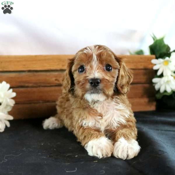 Molly, Cavapoo Puppy