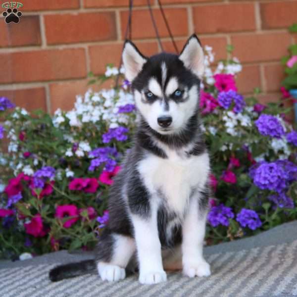 Molly, Siberian Husky Puppy