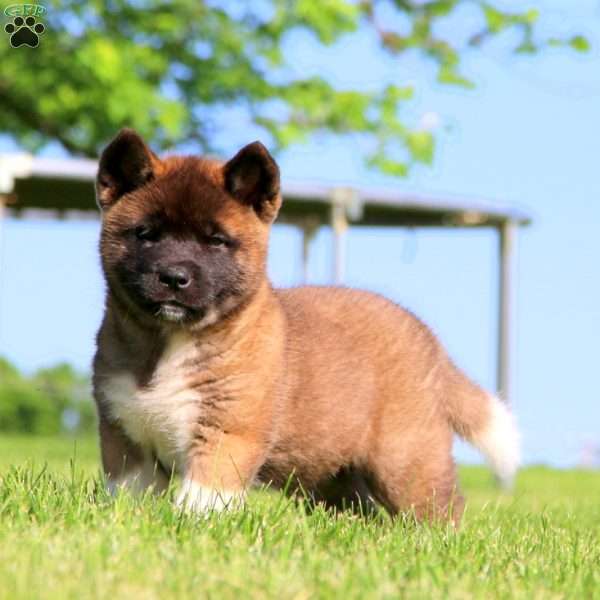 Monica, Akita Puppy