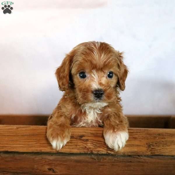 Myles, Cavapoo Puppy