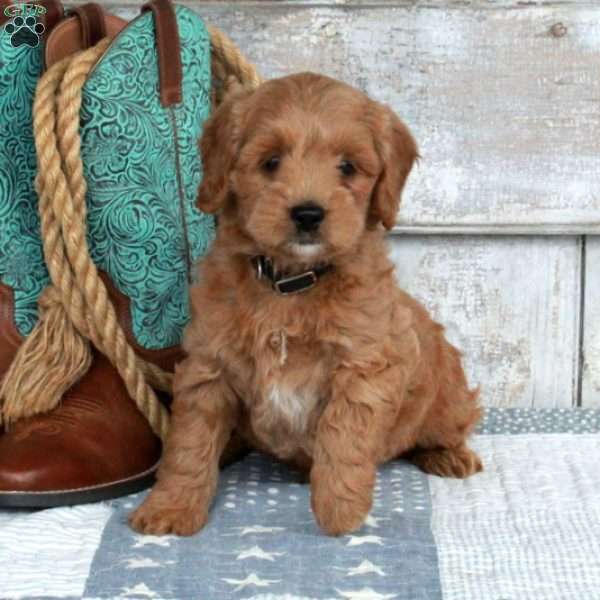 Nadia, Mini Goldendoodle Puppy