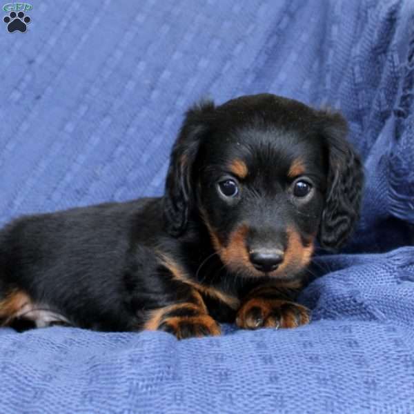 Nash-Mini, Dachshund Puppy