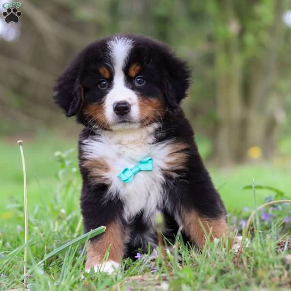 Ned, Bernese Mountain Dog Puppy