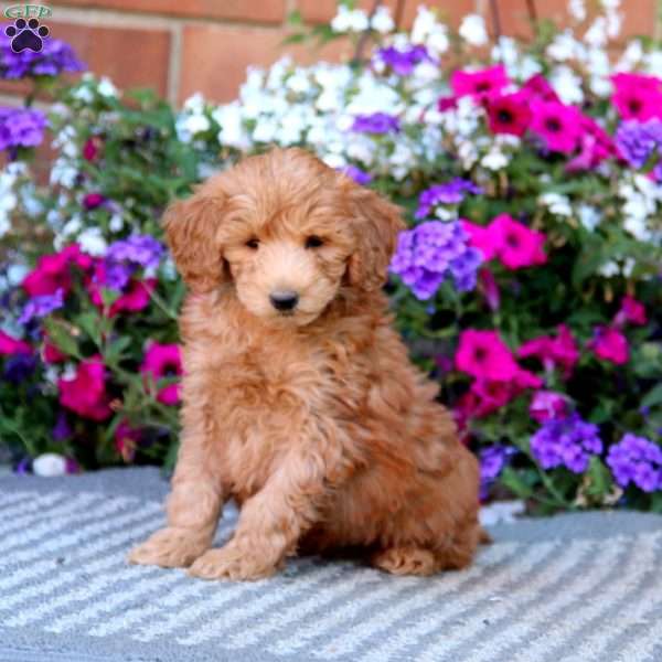 Nick, Mini Goldendoodle Puppy