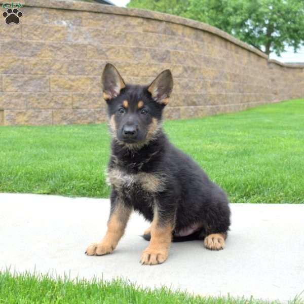 Nike, German Shepherd Puppy