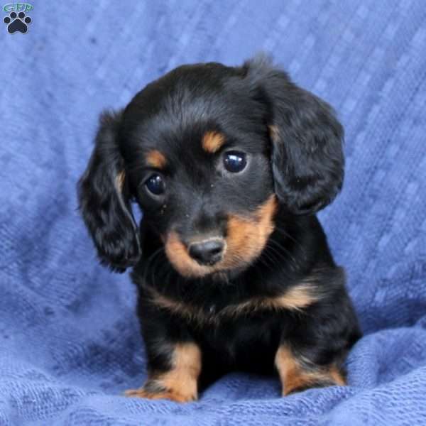 Nola-Mini, Dachshund Puppy