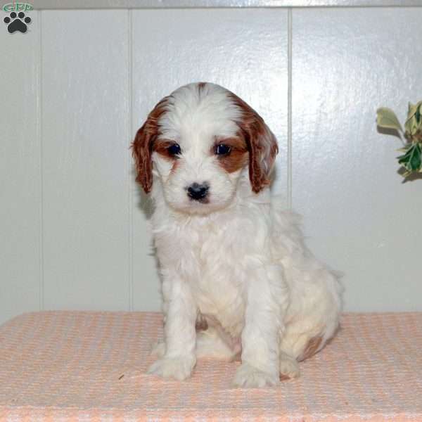 Oakley, Cavapoo Puppy