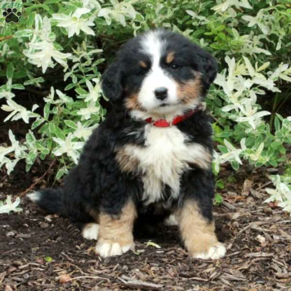 Octavia, Bernese Mountain Dog Puppy