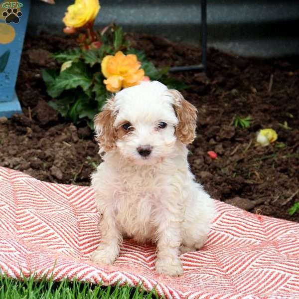 Odette, Cockapoo Puppy