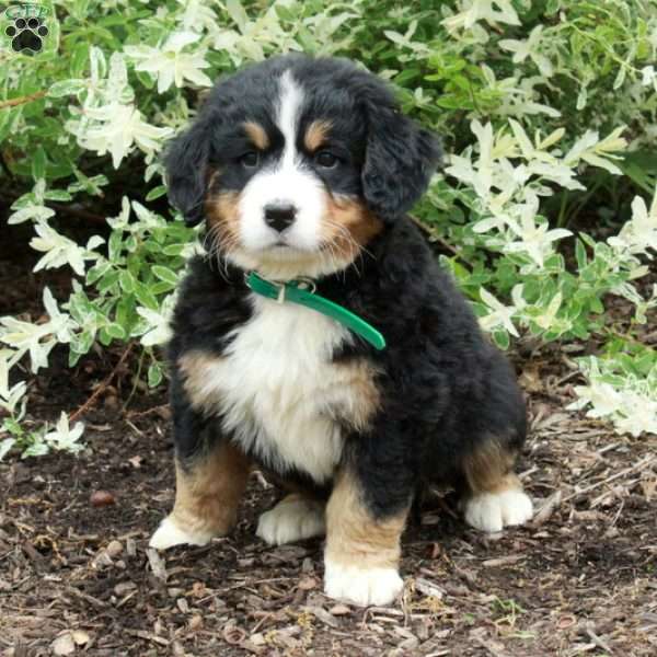 Odette, Bernese Mountain Dog Puppy