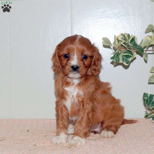 Olive, Cavapoo Puppy