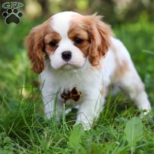 Oliver, Cavalier King Charles Spaniel Puppy