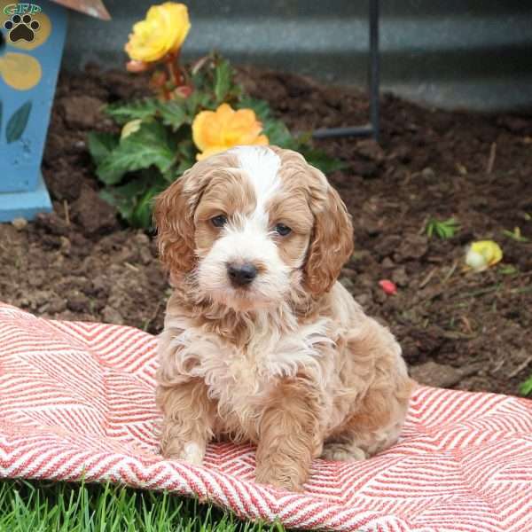 Oliver, Cockapoo Puppy