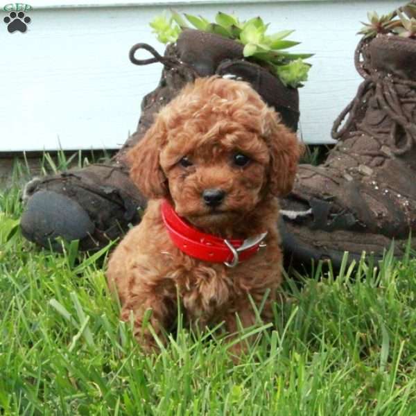 Olivia, Miniature Poodle Puppy