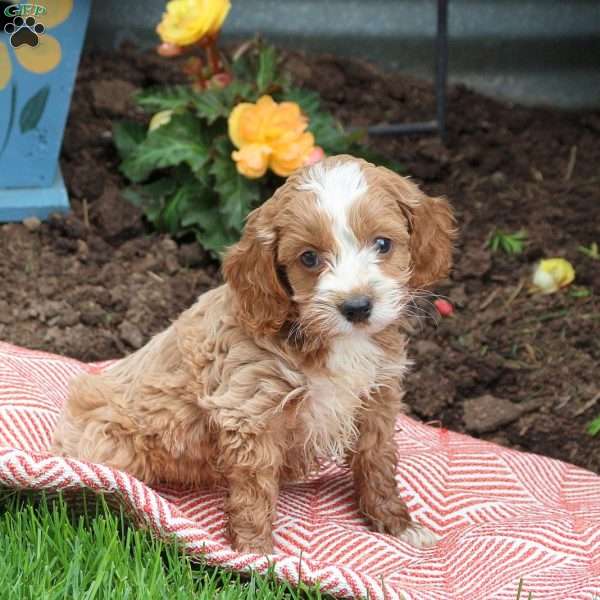 Olivia, Cockapoo Puppy