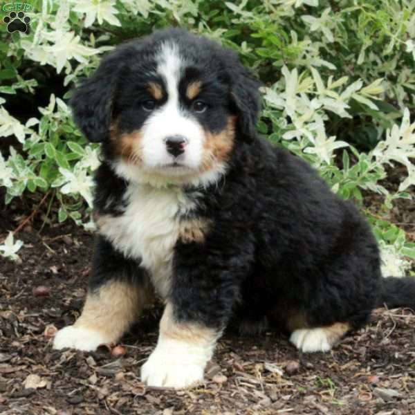 Ollie, Bernese Mountain Dog Puppy