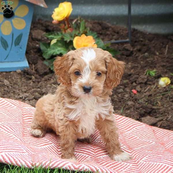 Onya, Cockapoo Puppy