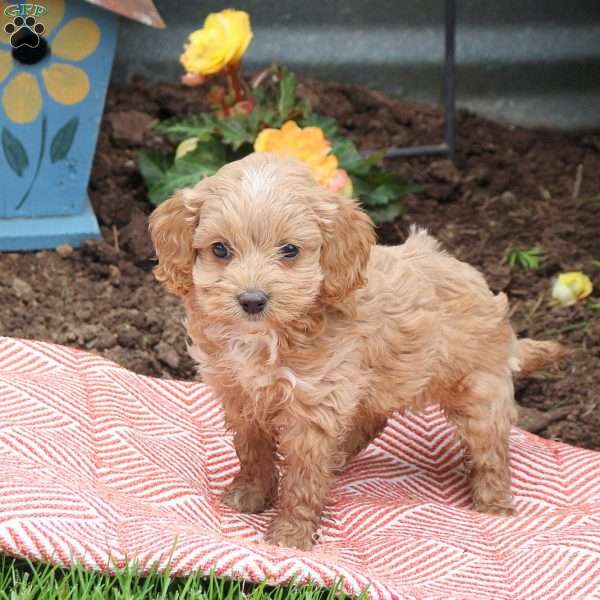 Opal, Cockapoo Puppy