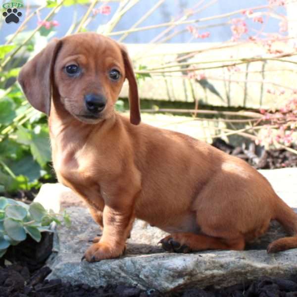 Oscar-Mini, Dachshund Puppy