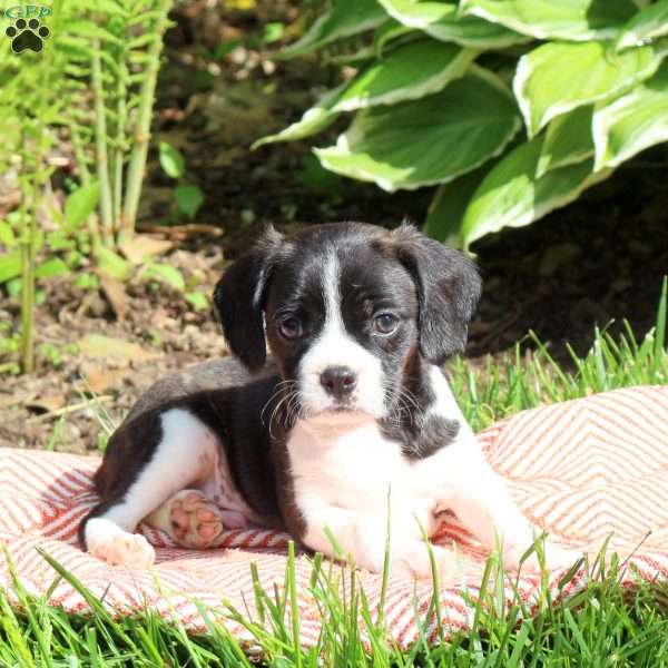 Oscar, Boston Terrier Mix Puppy